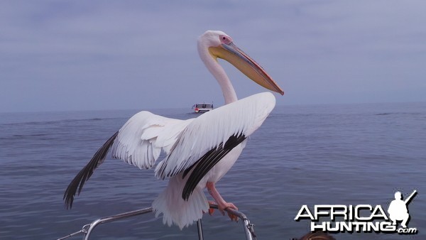 Pelican Walvis Bay Namibia