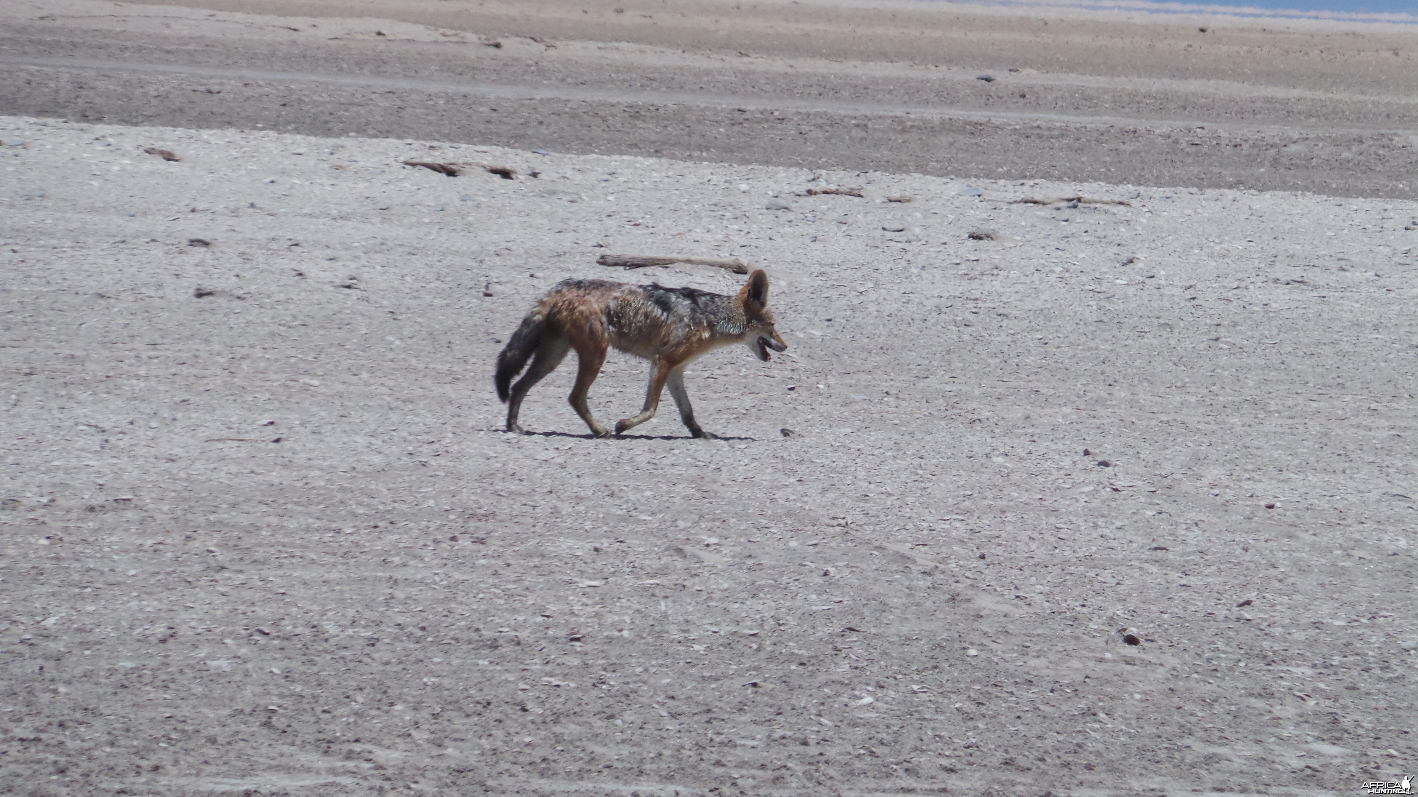 Jackal Walvis Bay Namibia