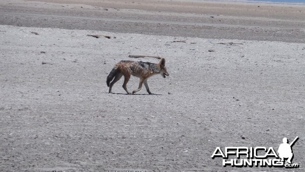 Jackal Walvis Bay Namibia