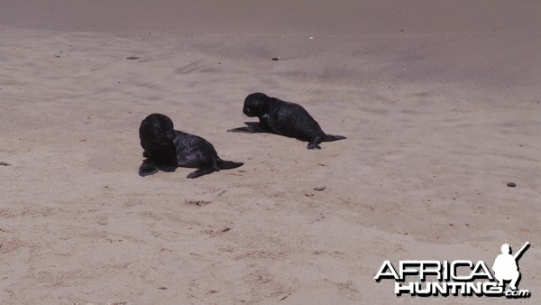 Cape Fur Seal Pups Walvis Bay Namibia