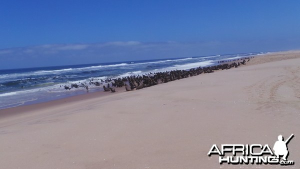 Cape Fur Seal Walvis Bay Namibia