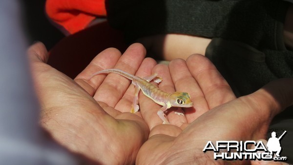 Namib Dune Gecko Sandwich Harbor Namibia