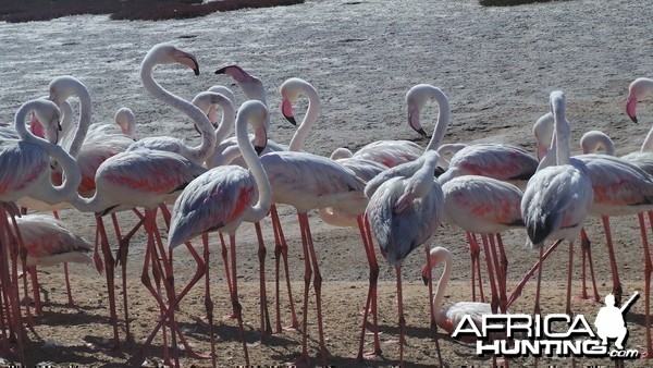 Flamingo Walvis Bay Namibia