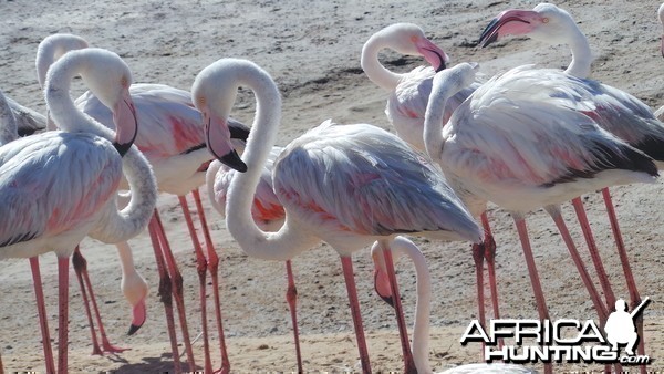 Flamingo Walvis Bay Namibia
