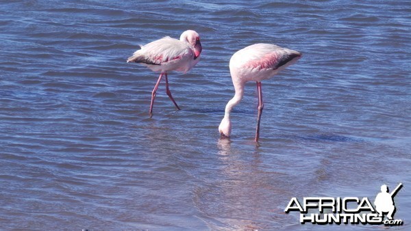 Flamingo Walvis Bay Namibia