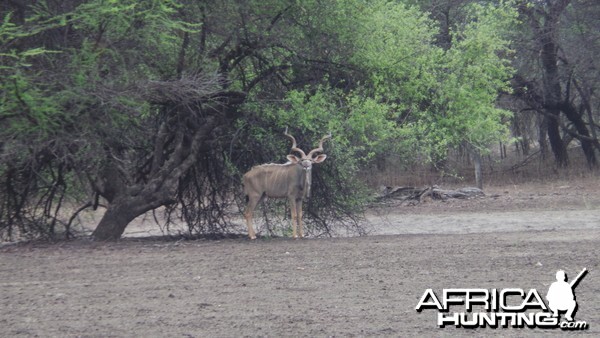 Greater Kudu Namibia