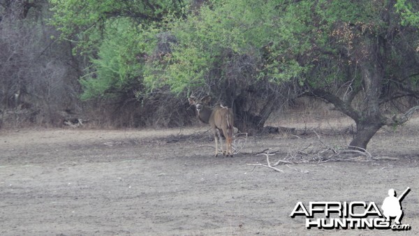 Greater Kudu Namibia