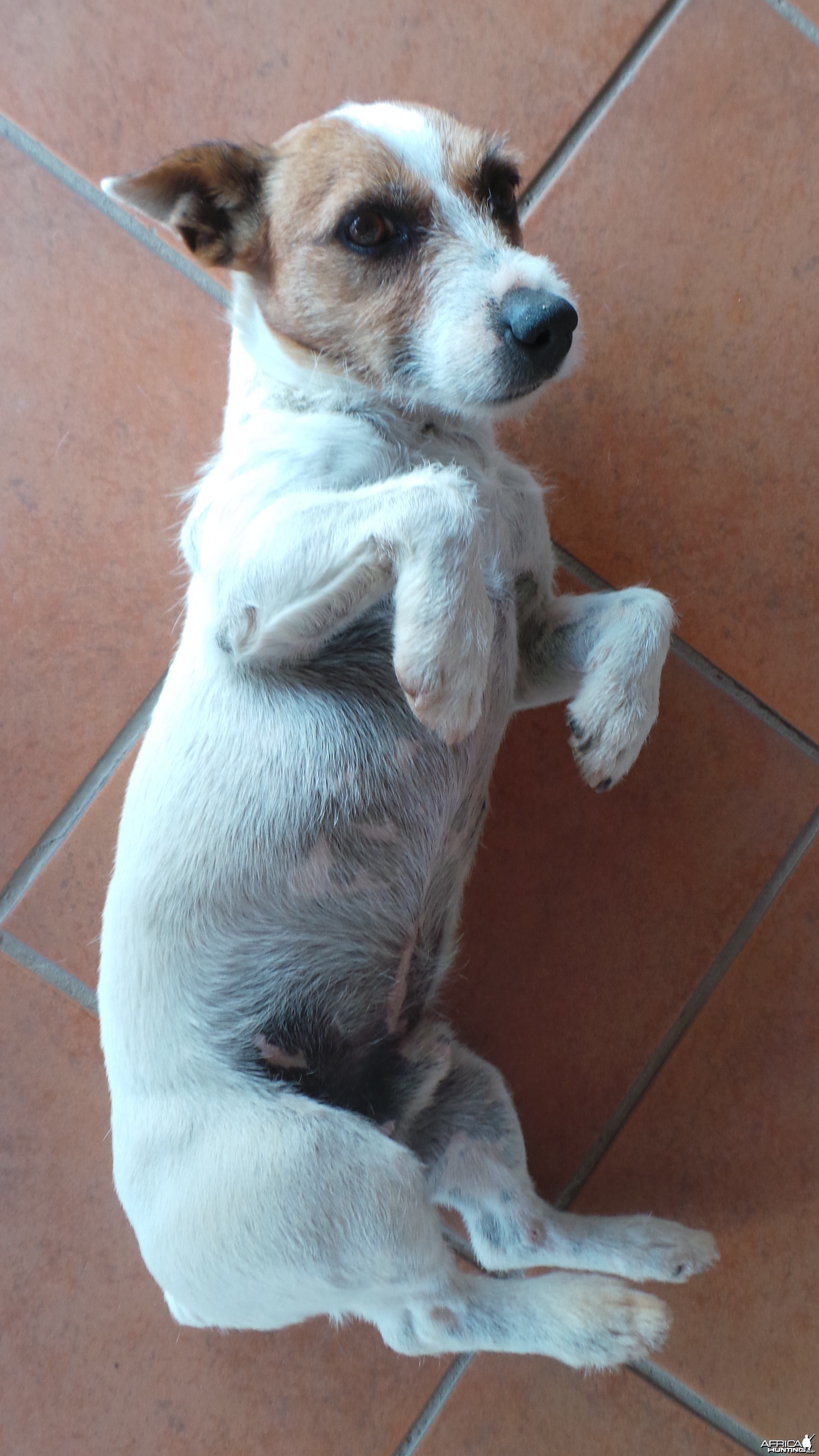 Russel