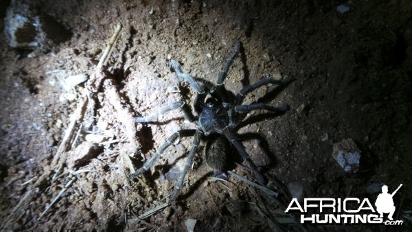 Baboon Spider Namibia