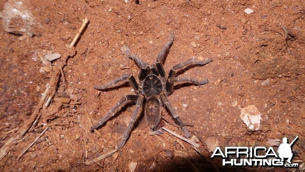 Baboon Spider Namibia