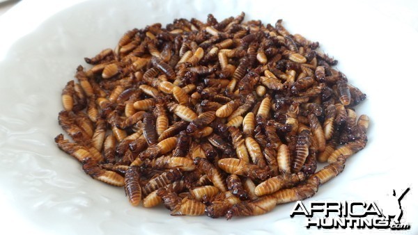 Fried Termites Namibia