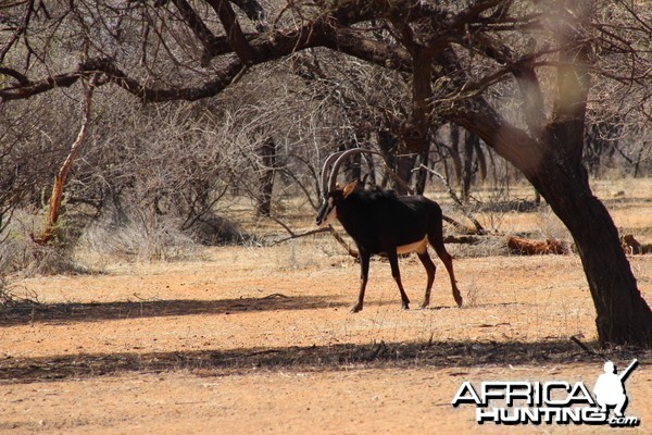 Sable Antelope Namibia