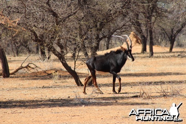 Sable Antelope Namibia