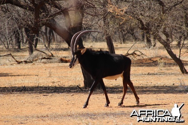 Sable Antelope Namibia