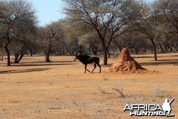 Sable Antelope Namibia