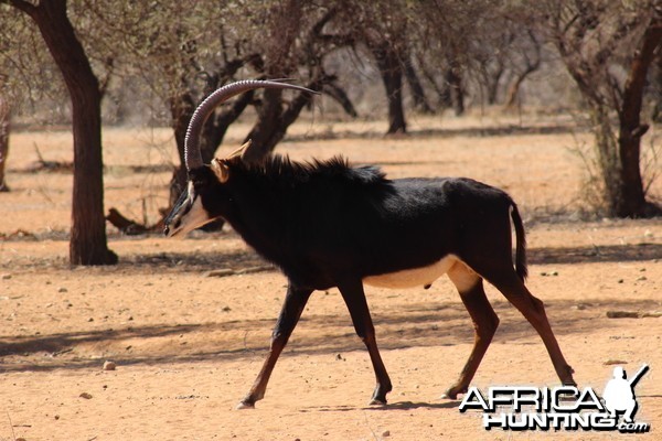 Sable Antelope Namibia