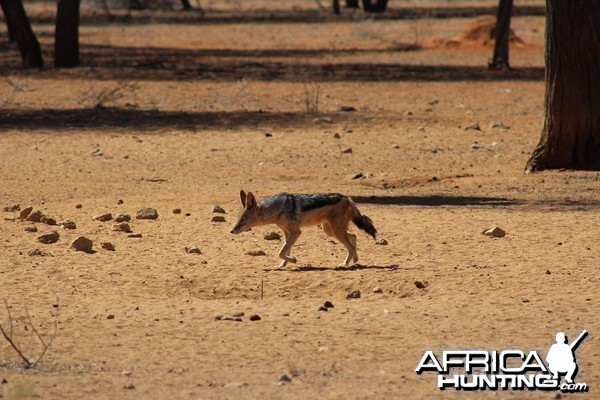 Jackal Namibia