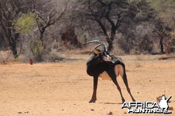 Sable Antelope Namibia