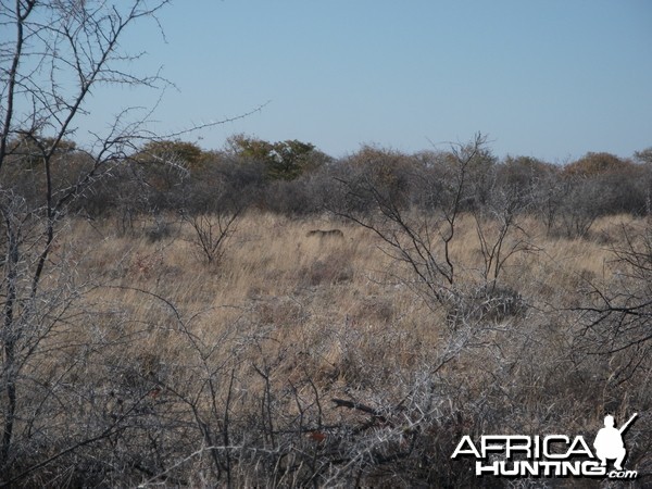 Leopard Namibia