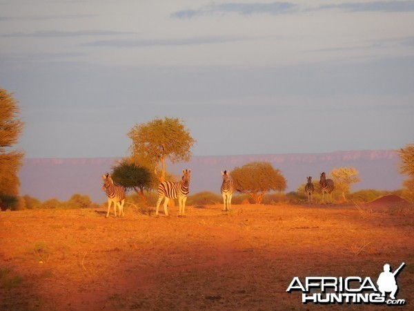 Zebra Namibia