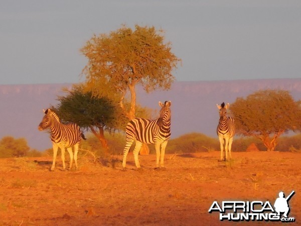 Zebra Namibia