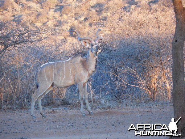 Greater Kudu Namibia