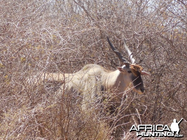 Cape Eland Namibia