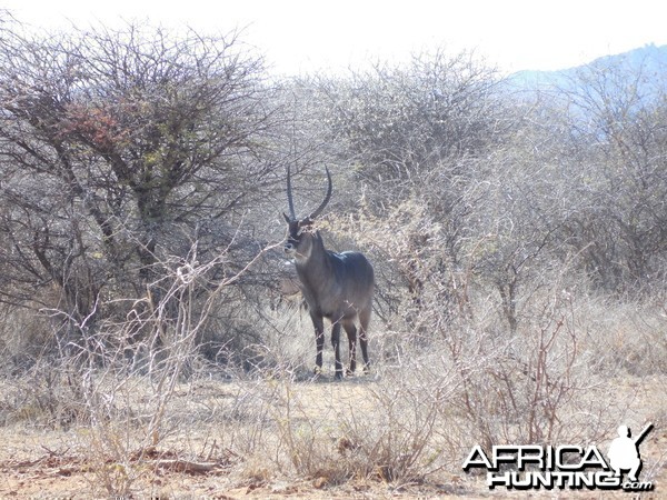 Waterbuck Namibia