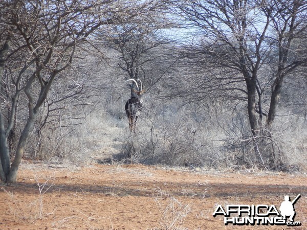 Sable Antelope Namibia