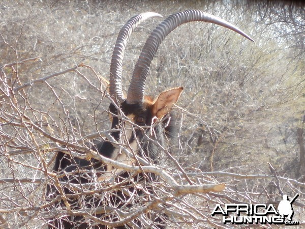 Sable Antelope Namibia