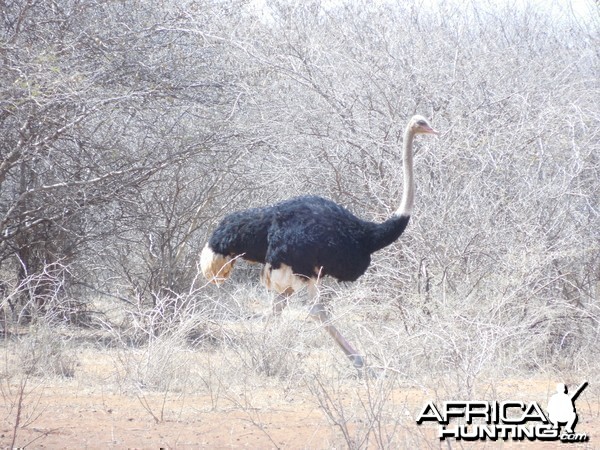 Ostrich Namibia