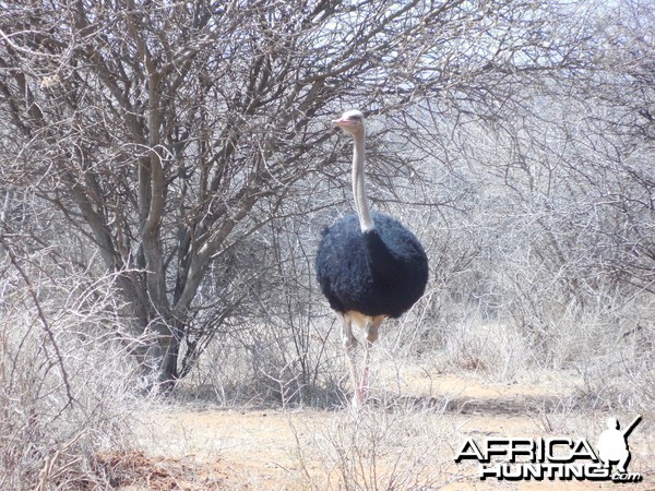 Ostrich Namibia