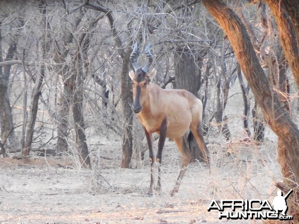 Red Hartebeest Namibia