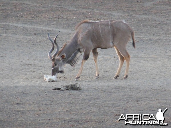 Greater Kudu Namibia