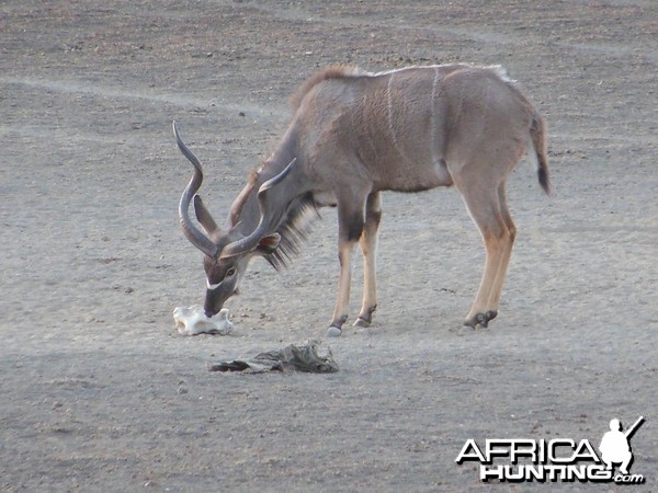 Greater Kudu Namibia