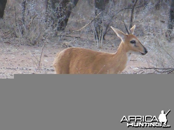 Duiker Namibia