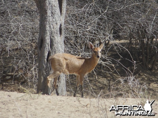 Duiker Namibia