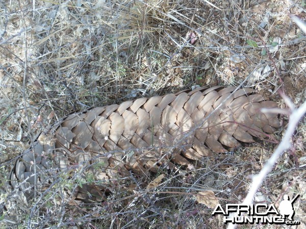 Pangolin Namibia