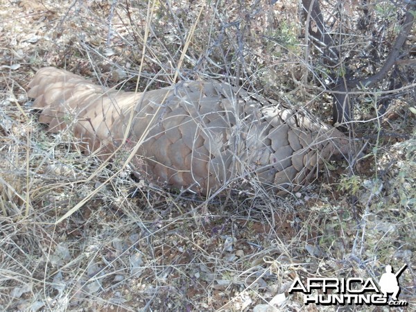 Pangolin Namibia