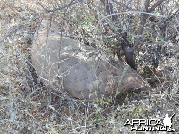 Pangolin Namibia