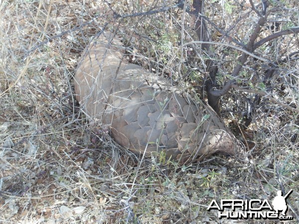 Pangolin Namibia