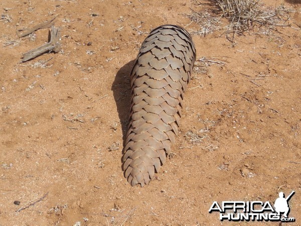 Pangolin Namibia