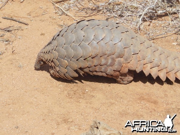 Pangolin Namibia