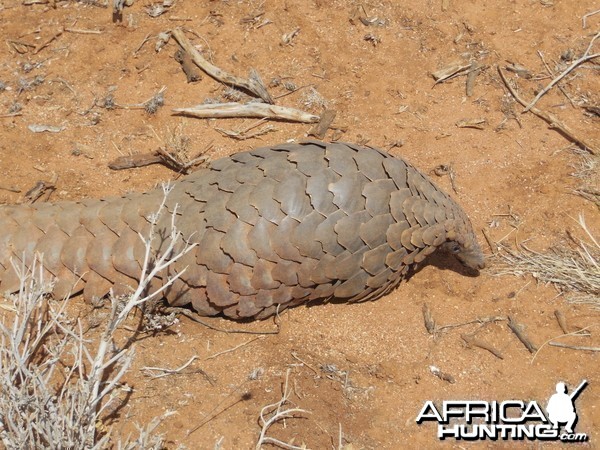 Pangolin Namibia