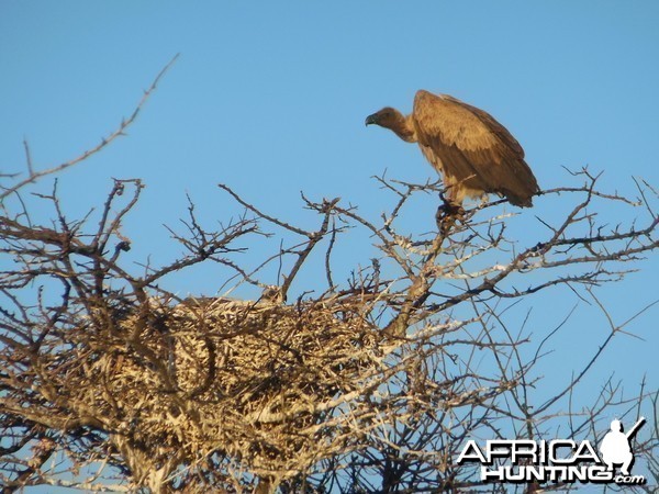 Vulture Namibia