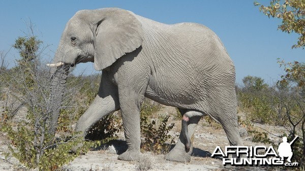 Elephant Etosha Namibia