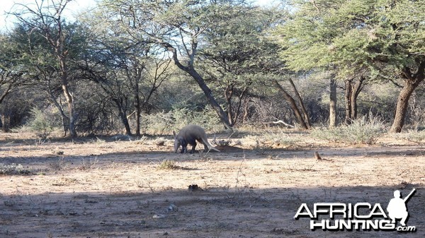 Aardvark or Antbear Namibia