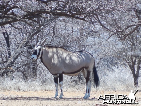 Gemsbok Namibia