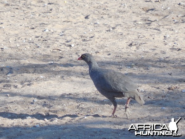 Francolin Namibia