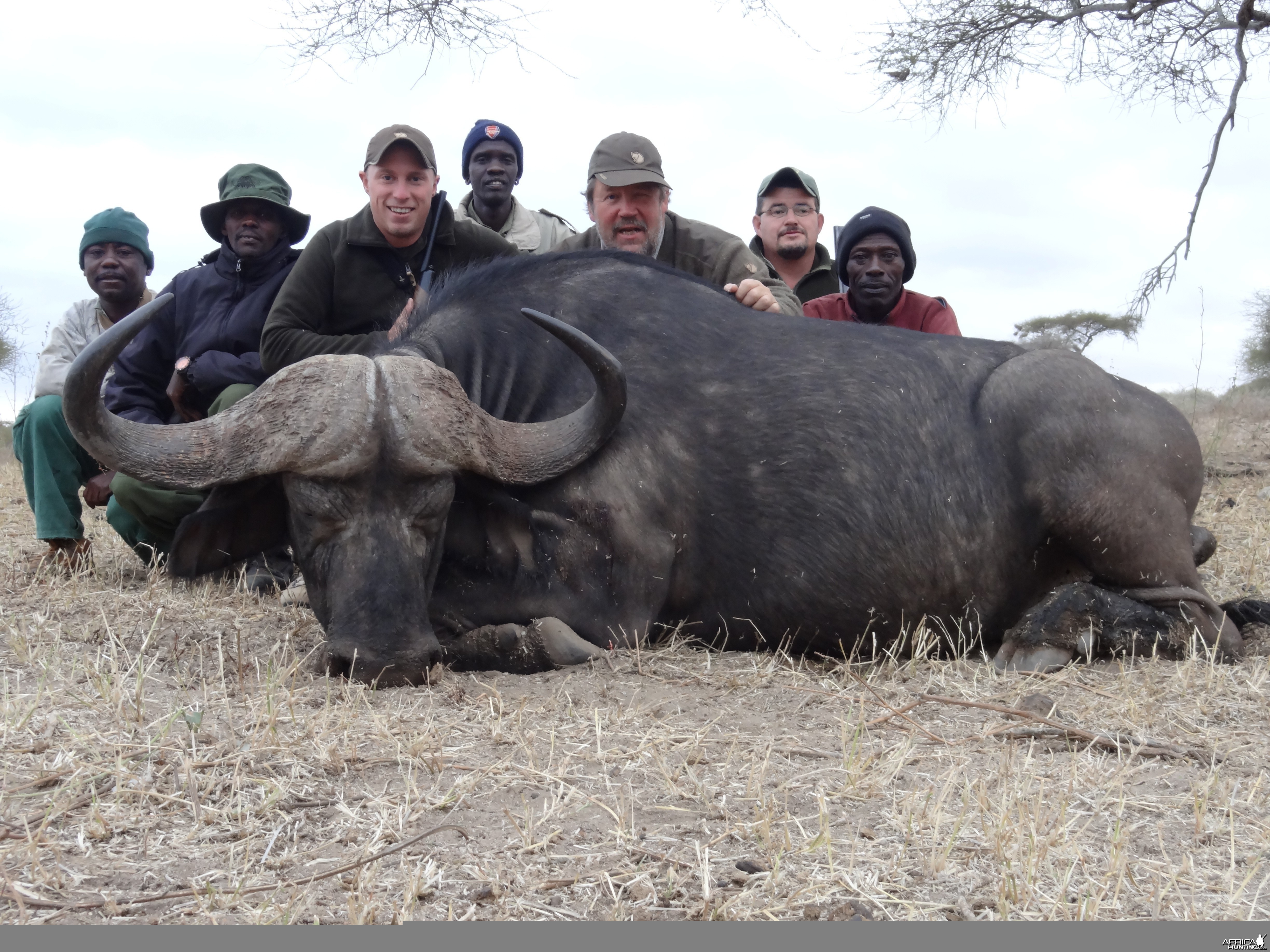 Masailand Buffalo